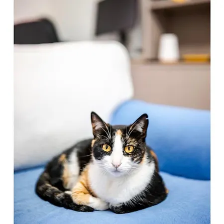 בית אירוח Private Garden In Shared Maisonette, Balluta Bay, W Live-in Cat *