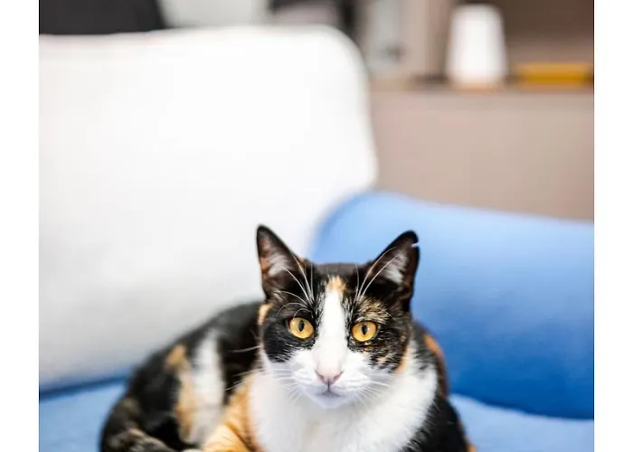 Проживание в семье Calm Haven *